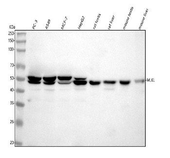 MLKL Rabbit Polyclonal Antibody