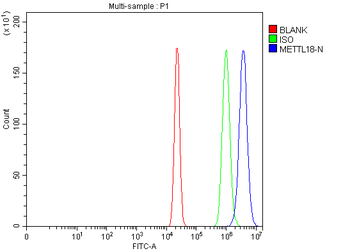 METTL18 Rabbit Polyclonal Antibody