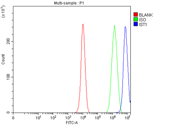 hIST1/IST1 Rabbit Polyclonal Antibody