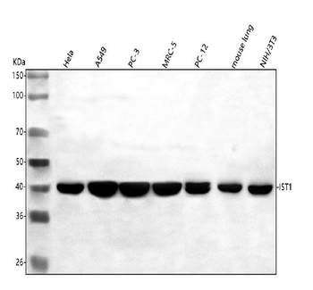 hIST1/IST1 Rabbit Polyclonal Antibody