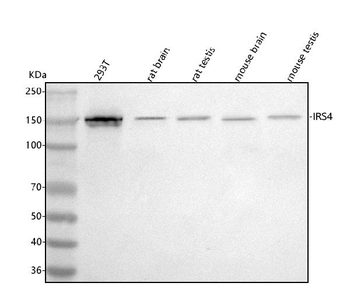 IRS4 Rabbit Polyclonal Antibody