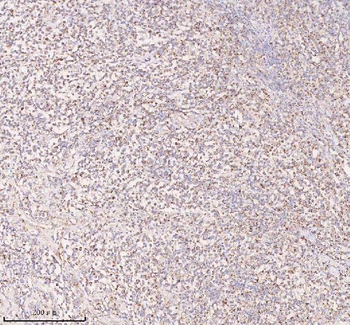 IRS4 Rabbit Polyclonal Antibody