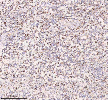 IRS4 Rabbit Polyclonal Antibody