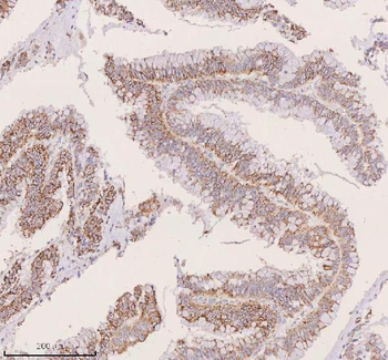 IRS4 Rabbit Polyclonal Antibody