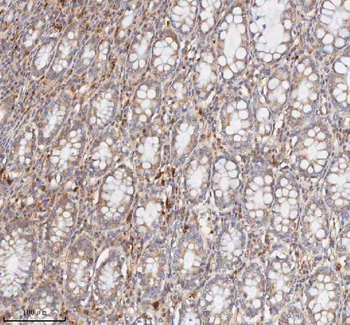 CD127/IL7R Rabbit Polyclonal Antibody