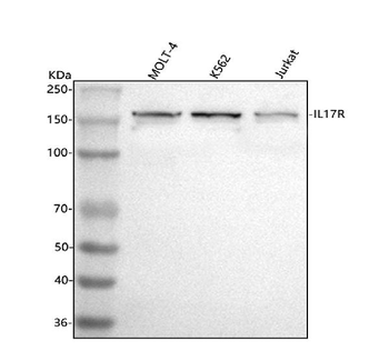 CD127/IL7R Rabbit Polyclonal Antibody