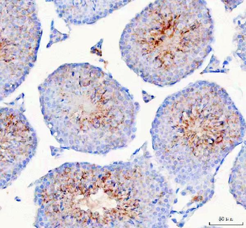 HSPA1L Rabbit Polyclonal Antibody