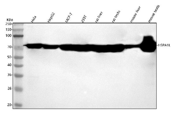 HSPA1L Rabbit Polyclonal Antibody