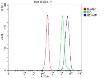HENMT1 Rabbit Polyclonal Antibody