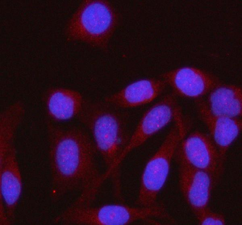 HENMT1 Rabbit Polyclonal Antibody