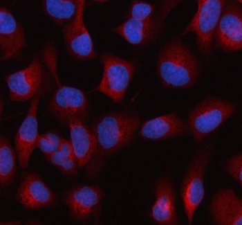 HDLBP Rabbit Polyclonal Antibody