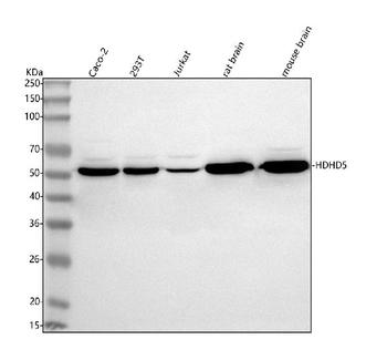 HDHD5 Rabbit Polyclonal Antibody