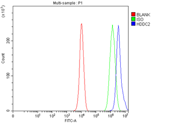 HDDC2 Rabbit Polyclonal Antibody