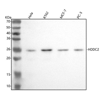 HDDC2 Rabbit Polyclonal Antibody