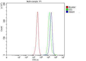 HAGH Rabbit Polyclonal Antibody