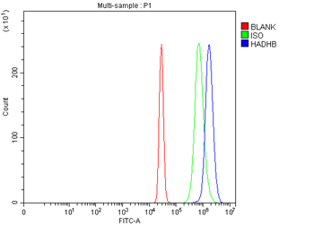 HADHB Rabbit Polyclonal Antibody