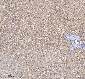 HADH Rabbit Polyclonal Antibody
