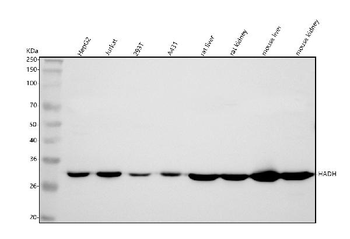 HADH Rabbit Polyclonal Antibody