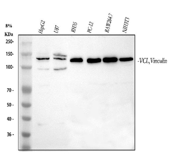 Vinculin/VCL Rabbit Polyclonal Antibody
