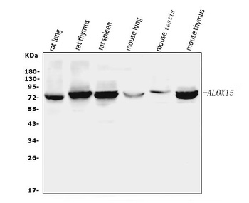 15 Lipoxygenase 1/ALOX15 Rabbit Polyclonal Antibody