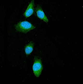 Beclin 1/BECN1 Rabbit Polyclonal Antibody
