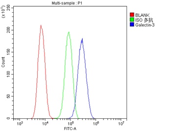 Galectin 3/LGALS3 Rabbit Polyclonal Antibody