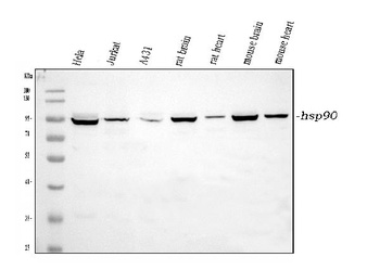 Hsp90 alpha/HSP90AA1 Rabbit Polyclonal Antibody
