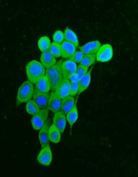 Hsp90 alpha/HSP90AA1 Rabbit Polyclonal Antibody