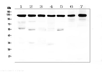 beta Amyloid/APP Rabbit Polyclonal Antibody