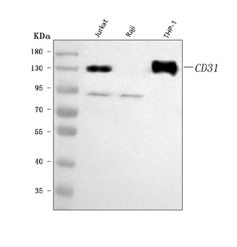 CD31/PECAM1 Rabbit Polyclonal Antibody