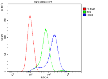 CD43/SPN Rabbit Polyclonal Antibody