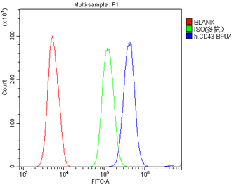 CD43/SPN Rabbit Polyclonal Antibody