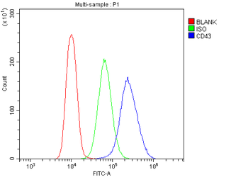 CD43/SPN Rabbit Polyclonal Antibody