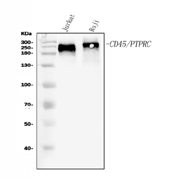CD45/PTPRC Rabbit Polyclonal Antibody