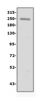 Collagen IV/COL4A1 Rabbit Polyclonal Antibody