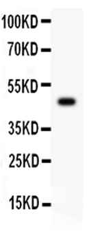 Csk Rabbit Polyclonal Antibody