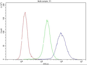 Cyclin B1/CCNB1 Rabbit Polyclonal Antibody