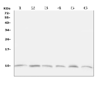 Ubiquitin/UBB Rabbit Polyclonal Antibody