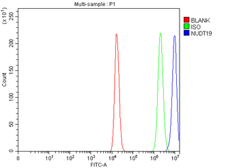 NUDT19 Rabbit Polyclonal Antibody