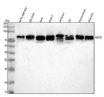 MECP2 Rabbit Polyclonal Antibody