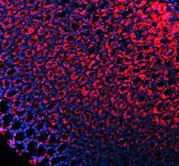 E-cadherin/Cdh1 Rabbit Polyclonal Antibody