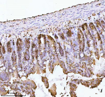 E-cadherin/Cdh1 Rabbit Polyclonal Antibody