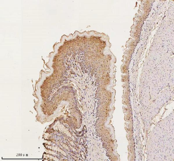 E-cadherin/Cdh1 Rabbit Polyclonal Antibody