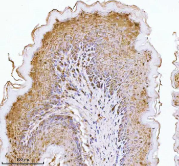 E-cadherin/Cdh1 Rabbit Polyclonal Antibody