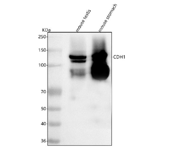 E-cadherin/Cdh1 Rabbit Polyclonal Antibody