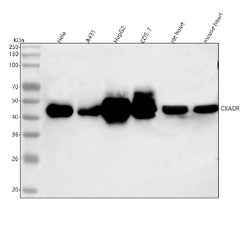 CXADR Rabbit Polyclonal Antibody