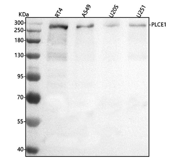 PLCE1 Rabbit Polyclonal Antibody