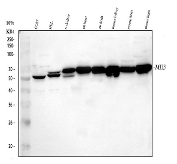 ME3 Rabbit Polyclonal Antibody
