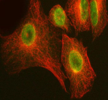 LARG/ARHGEF12 Rabbit Polyclonal Antibody