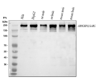 LARG/ARHGEF12 Rabbit Polyclonal Antibody